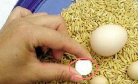 乐鱼下载农妇养了一只母鸡每天勤劳下蛋鸡蛋打开后她默默烧开了水(图3)