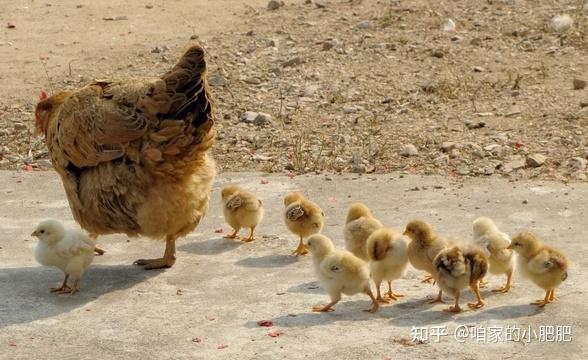 S]南京全城杀鸡：城管苦练杀鸡术老乐鱼下载太太百里送鸡