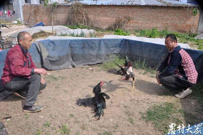 乐鱼下载公鸡中的“战斗鸡”！这个菏泽农民养鸡一只卖到了2300元(图3)