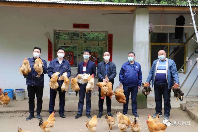【帮你办】一天卖了200只土鸡中的“战斗鸡”很抢手！乐鱼官网(图1)