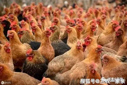 养鸡秘诀：养1千只鸡到底需要多少成本乐鱼官网？(图1)