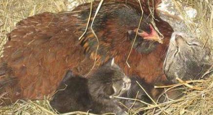 乐鱼官网女子家里养了几只母鸡许多天不见下蛋看到鸡窝后尖叫(图2)