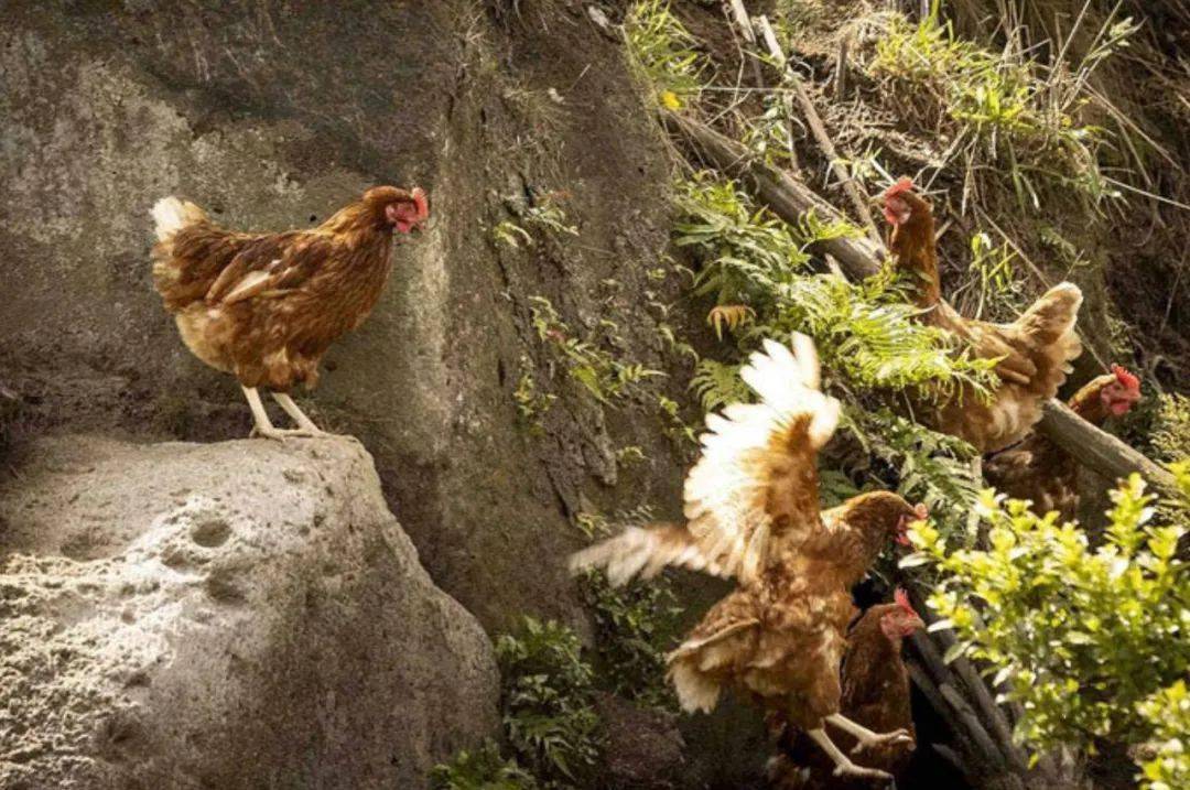 禁止笼养鸡！新西兰人开始这样养鸡画风新奇这样做鸡也太幸福了……乐鱼下载(图16)