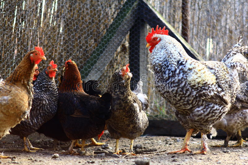 乐鱼官网养500只鸡投资多少钱吉林孵化厂鸡苗雏