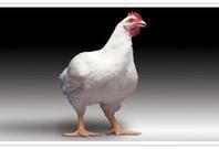 乐鱼官网新手养殖肉鸡注意这些问题出笼的鸡又大又肥！(图1)