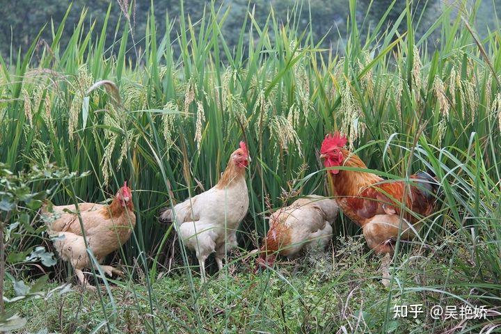 农村散养鸡技术方法这些养殖技巧和注意事项定会让乐鱼官网鸡冠红毛亮又肥又大