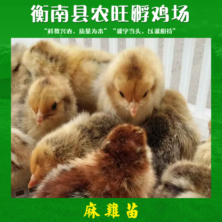 乐鱼官网攸县：养殖珍珠鸡“啄”开致富门